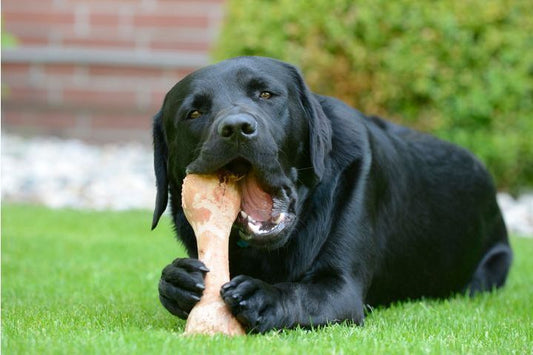 LA MASTICATION
