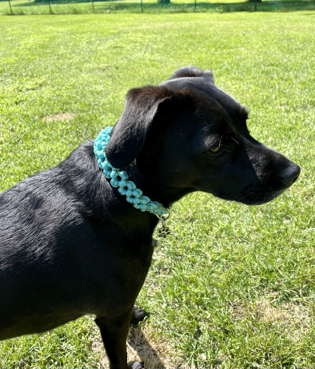 MARGUERITE TURQUOISE