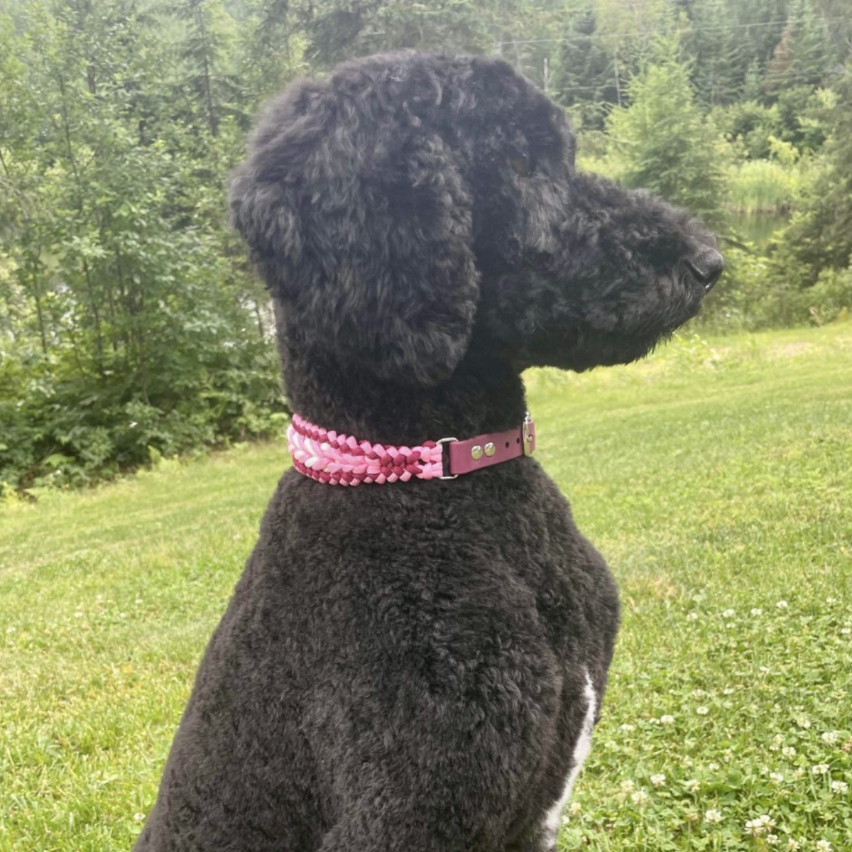 LAINA