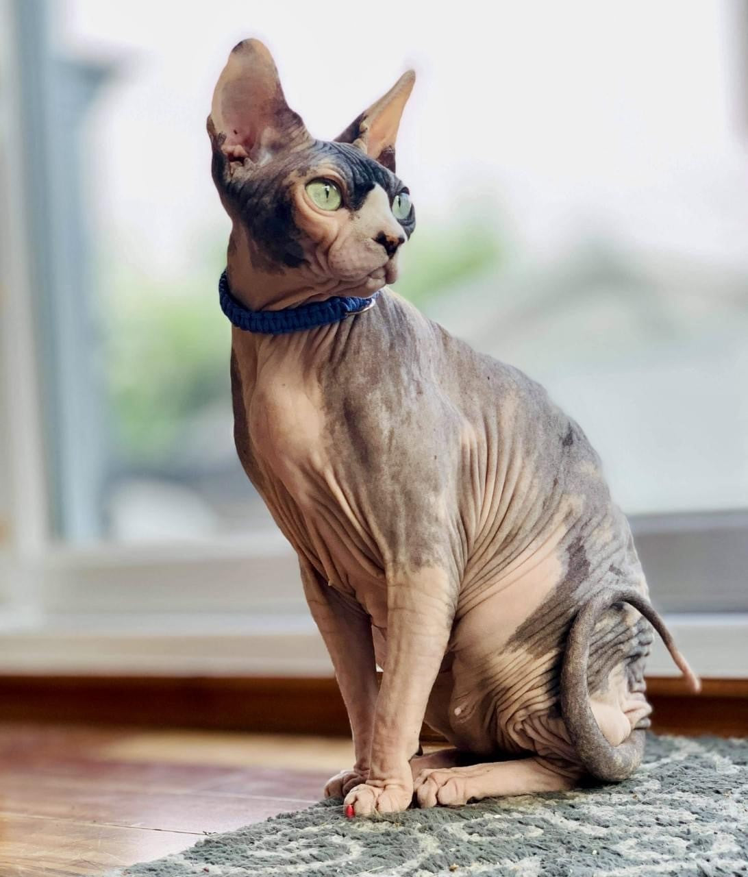 DOUX LAVANDE - Pour chats et petits chiens