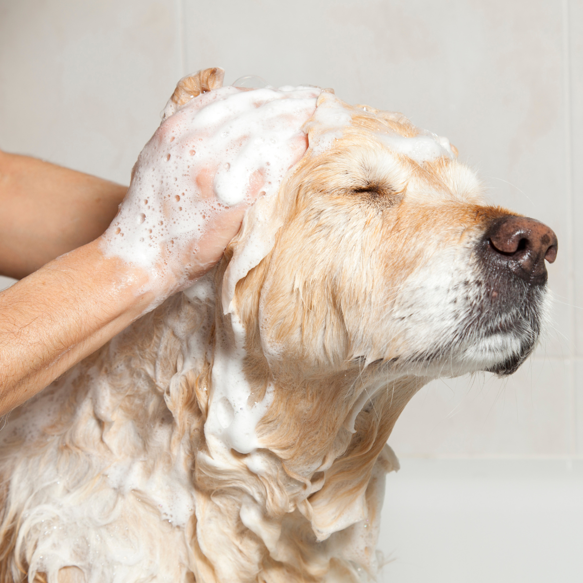 Savon pour chiens à l'huile de Neem